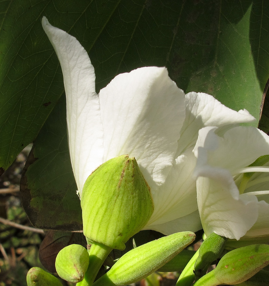 Image of Bauhinia variegata specimen.