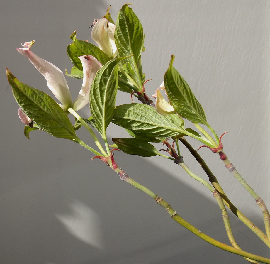 Image of Cynoxylon florida specimen.