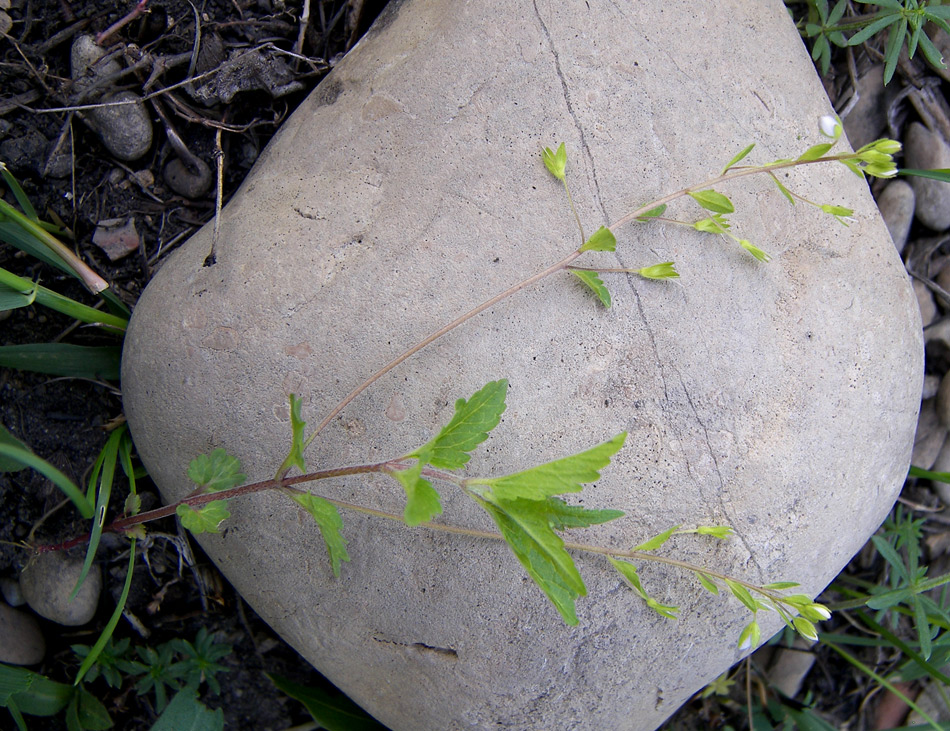 Image of Veronica peduncularis specimen.