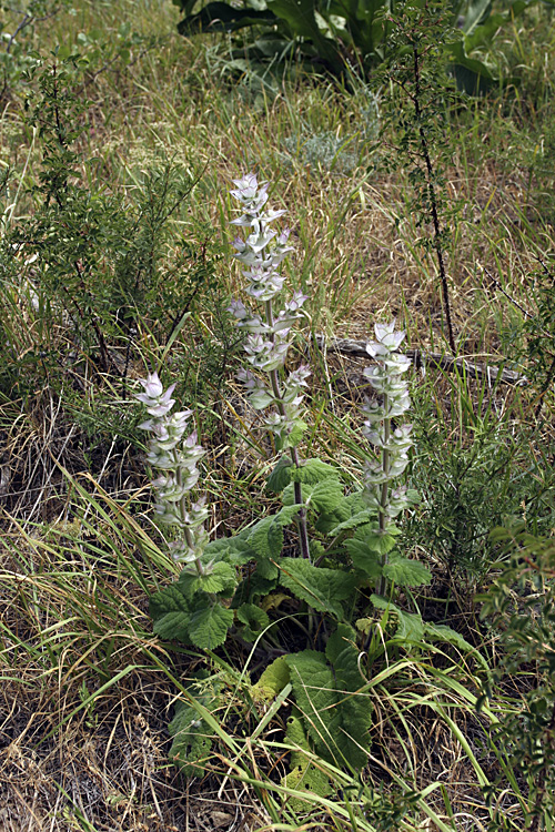 Изображение особи Salvia sclarea.