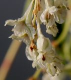 Fallopia aubertii