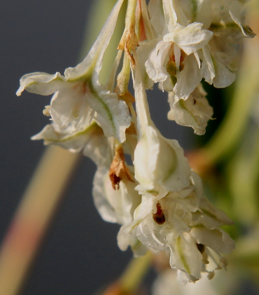 Image of Fallopia aubertii specimen.