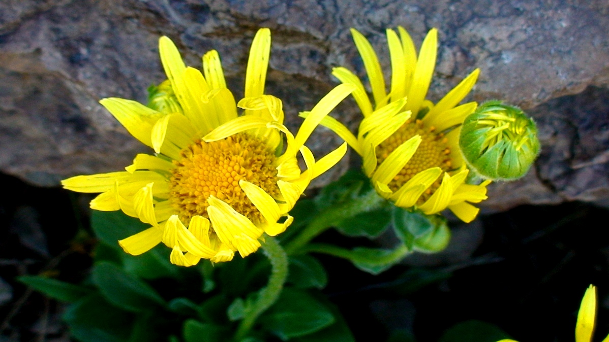 Image of Doronicum oblongifolium specimen.