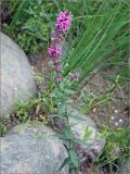 Lythrum salicaria