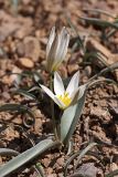 Tulipa turkestanica. Цветущее растение. Южный Казахстан, горы Каракус; высота примерно 800 м н.у.м. 03.04.2012.