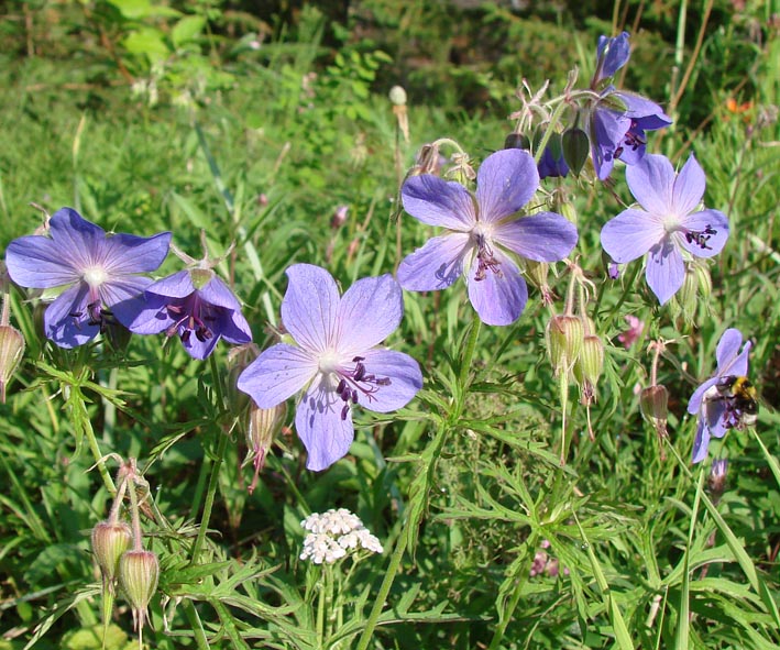 Image of Geranium transbaicalicum specimen.