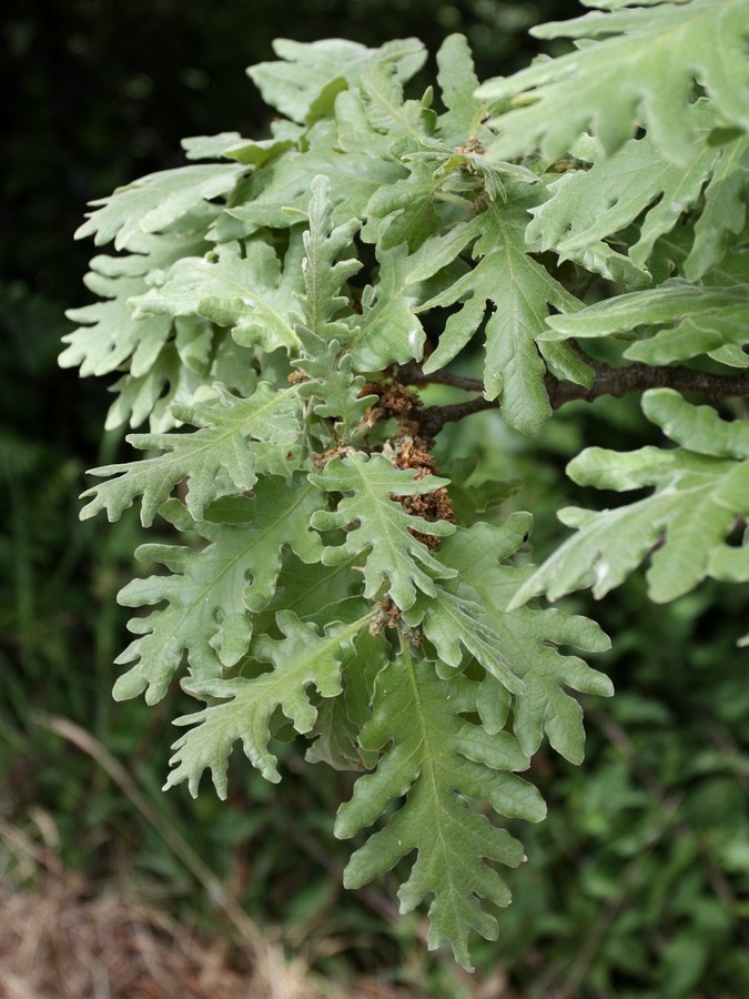 Изображение особи Quercus pyrenaica.