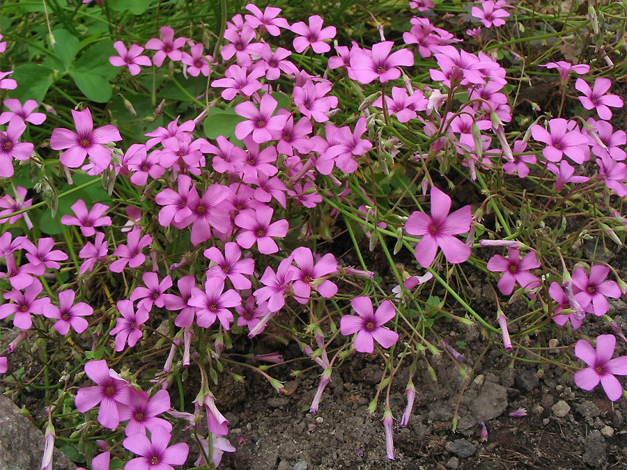 Изображение особи Oxalis articulata.