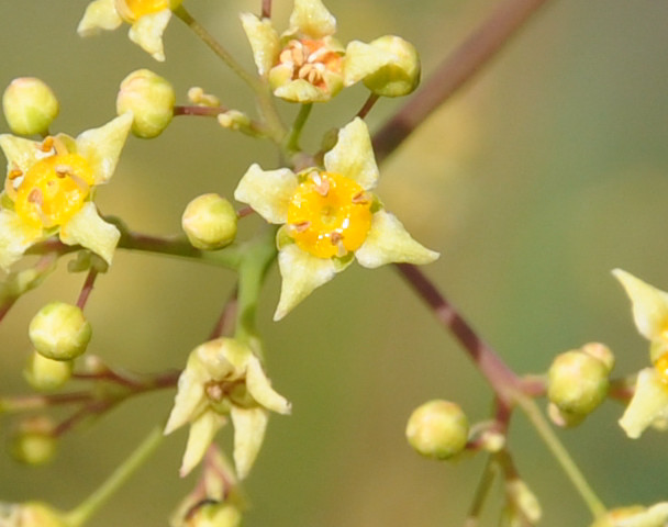 Image of Cotinus coggygria specimen.