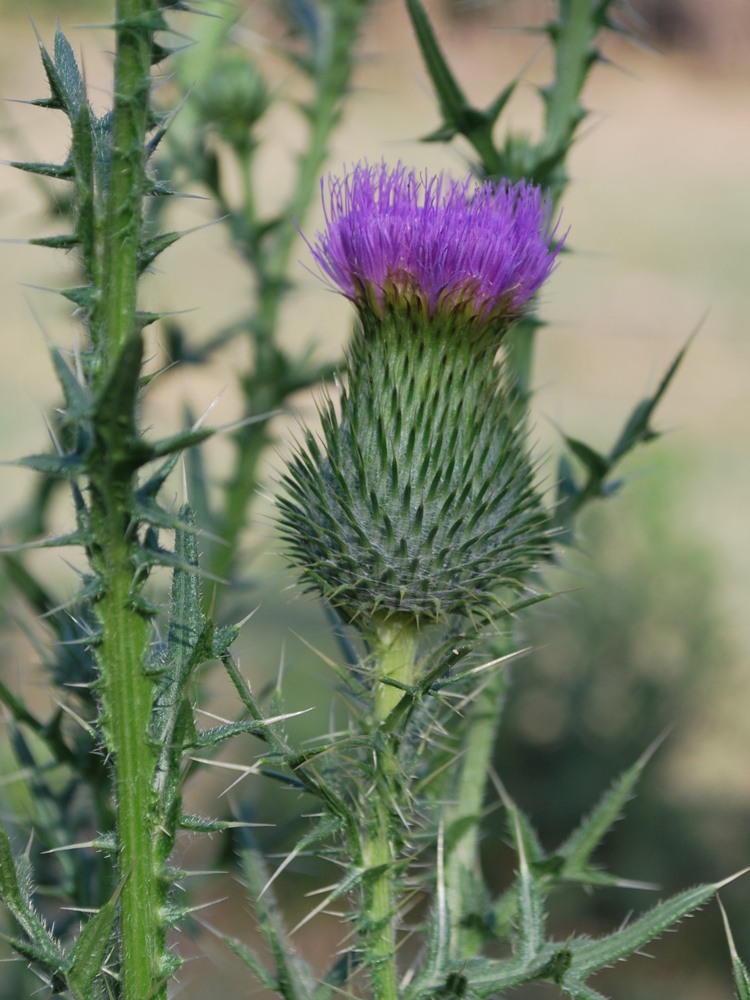 Изображение особи Cirsium vulgare.