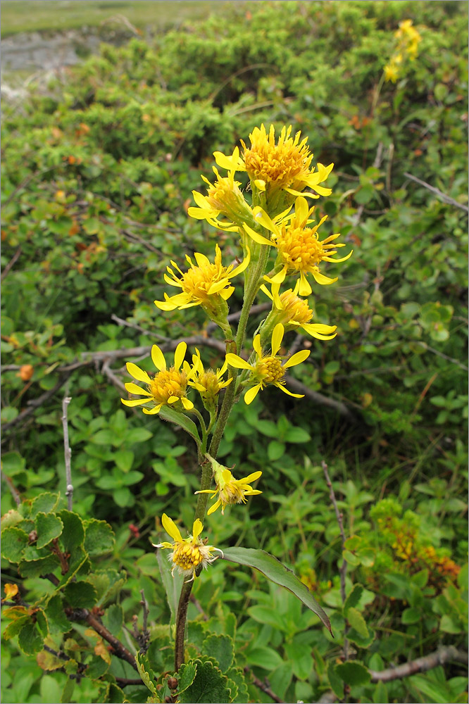 Изображение особи Solidago virgaurea ssp. lapponica.