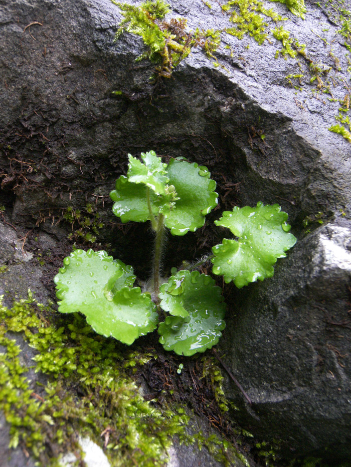 Image of Saxifraga repanda specimen.