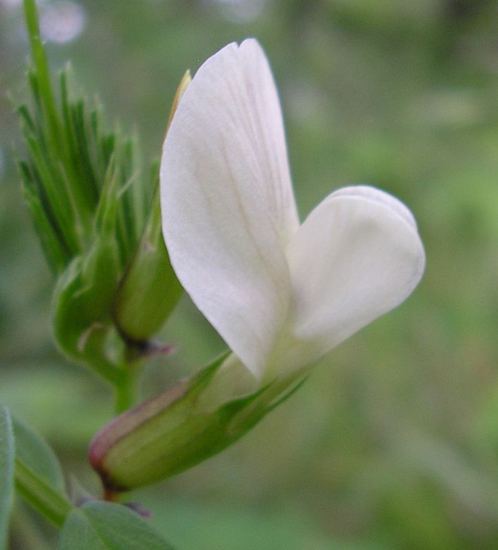 Image of Vicia grandiflora specimen.