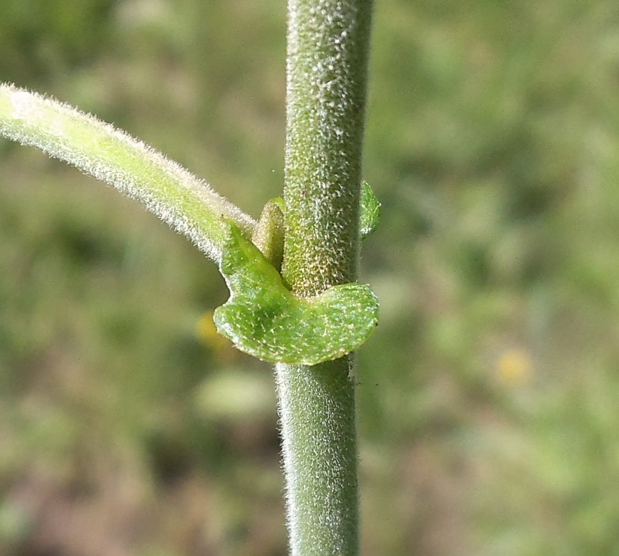 Image of Salix caprea specimen.