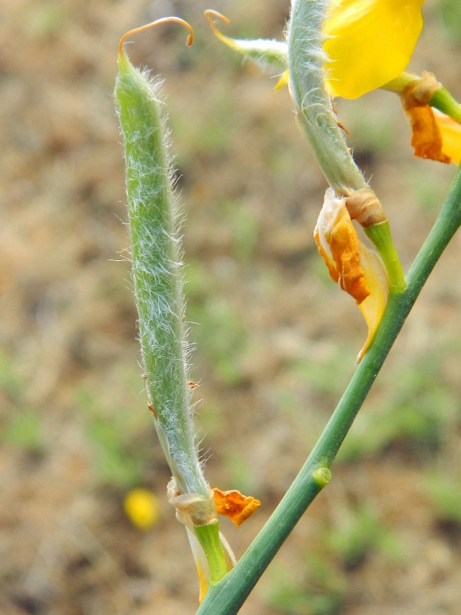 Image of Spartium junceum specimen.