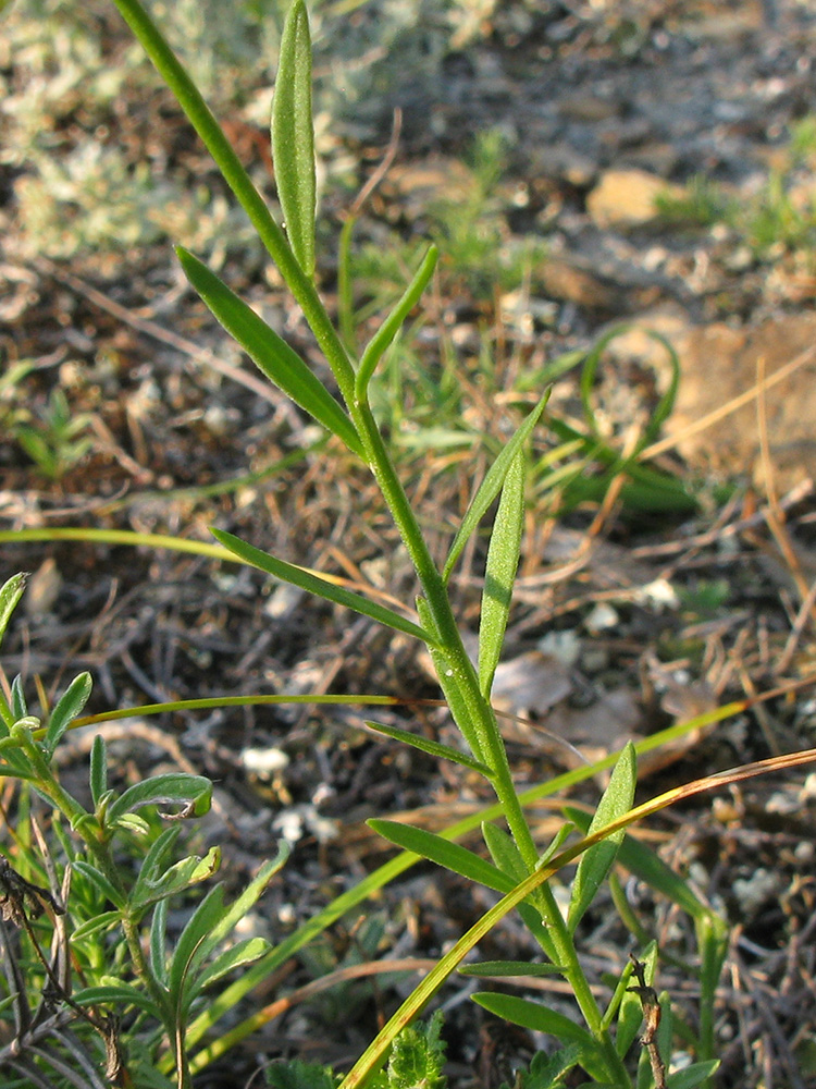 Image of Polygala major specimen.