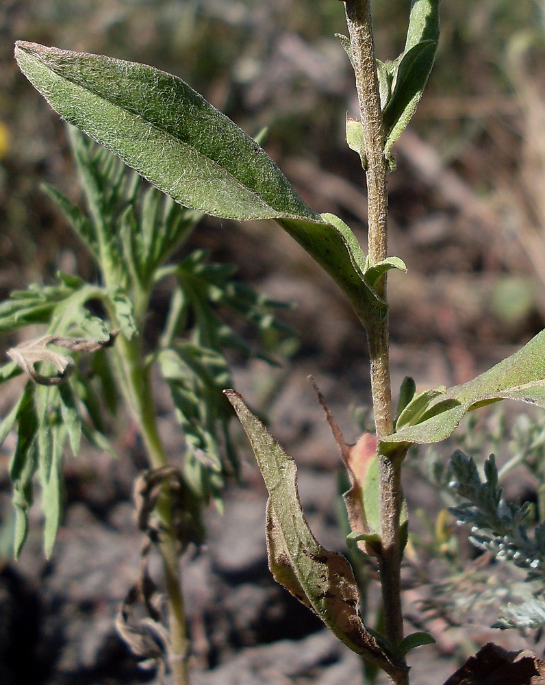 Изображение особи Inula britannica.