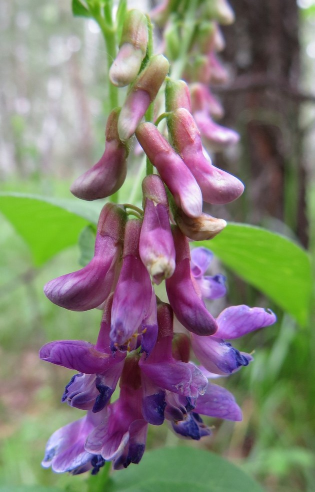 Изображение особи Vicia unijuga.