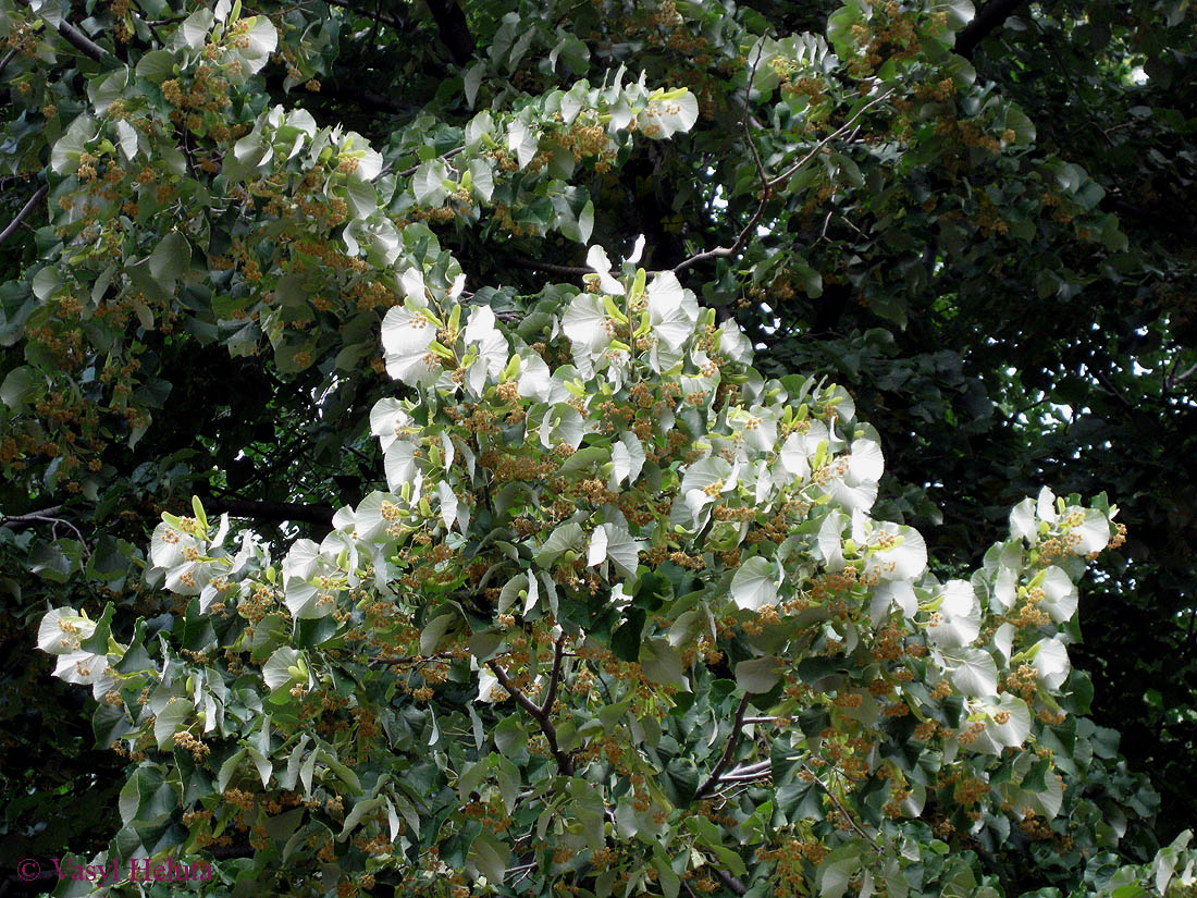 Image of Tilia mandshurica specimen.