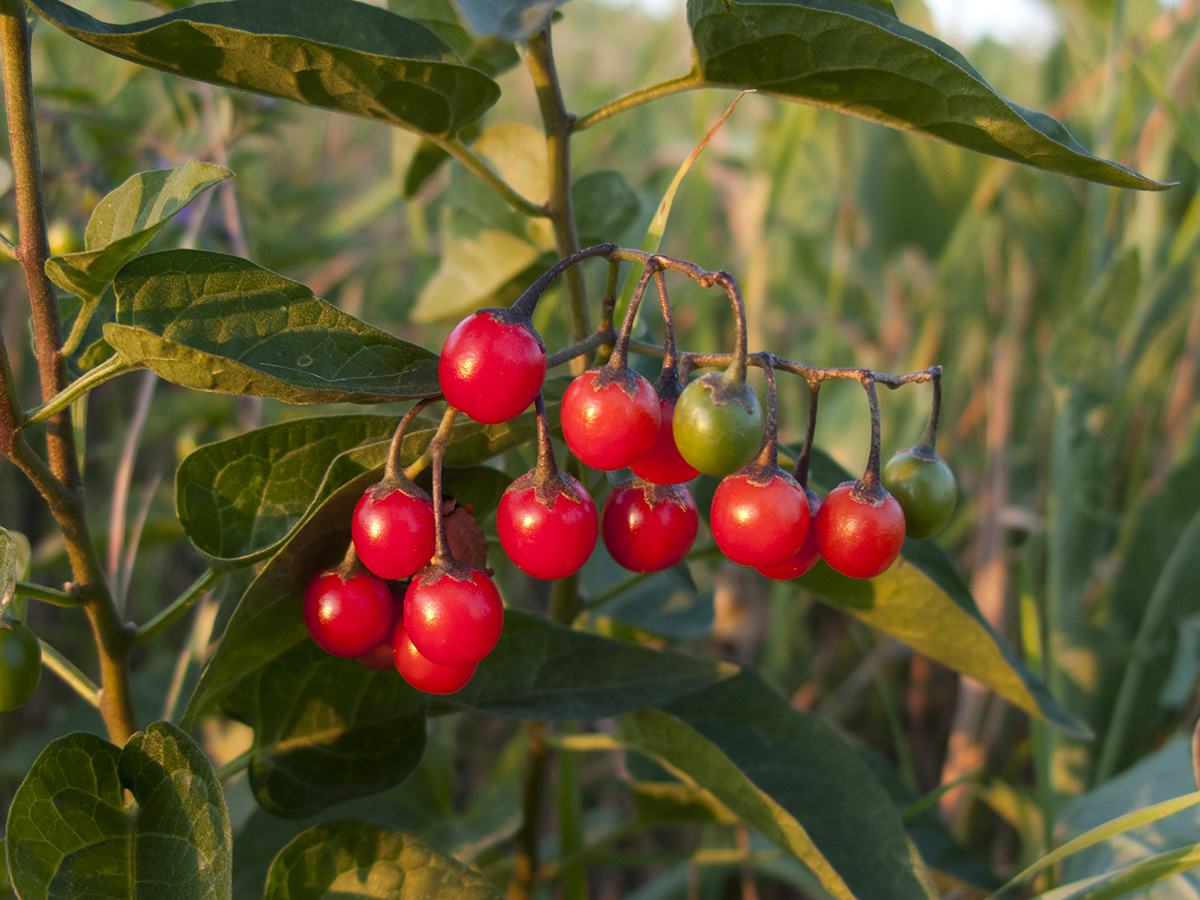 Image of Solanum kitagawae specimen.