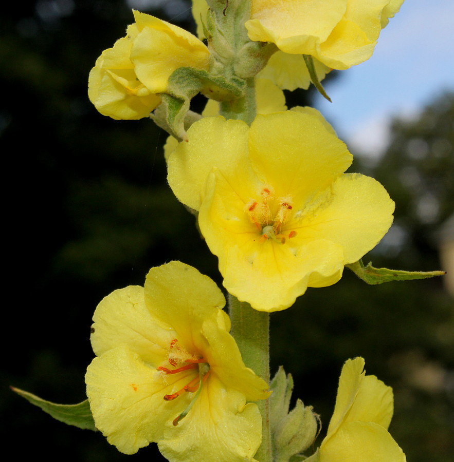 Изображение особи Verbascum phlomoides.