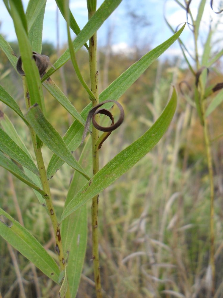 Image of Galatella biflora specimen.