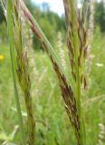 Trisetum sibiricum. Часть соцветия. Республика Бурятия, Баунтовский эвенкийский р-н, окр. пос. Северный, долина р. Има, опушка леса на речной террасе. 05.07.2013.