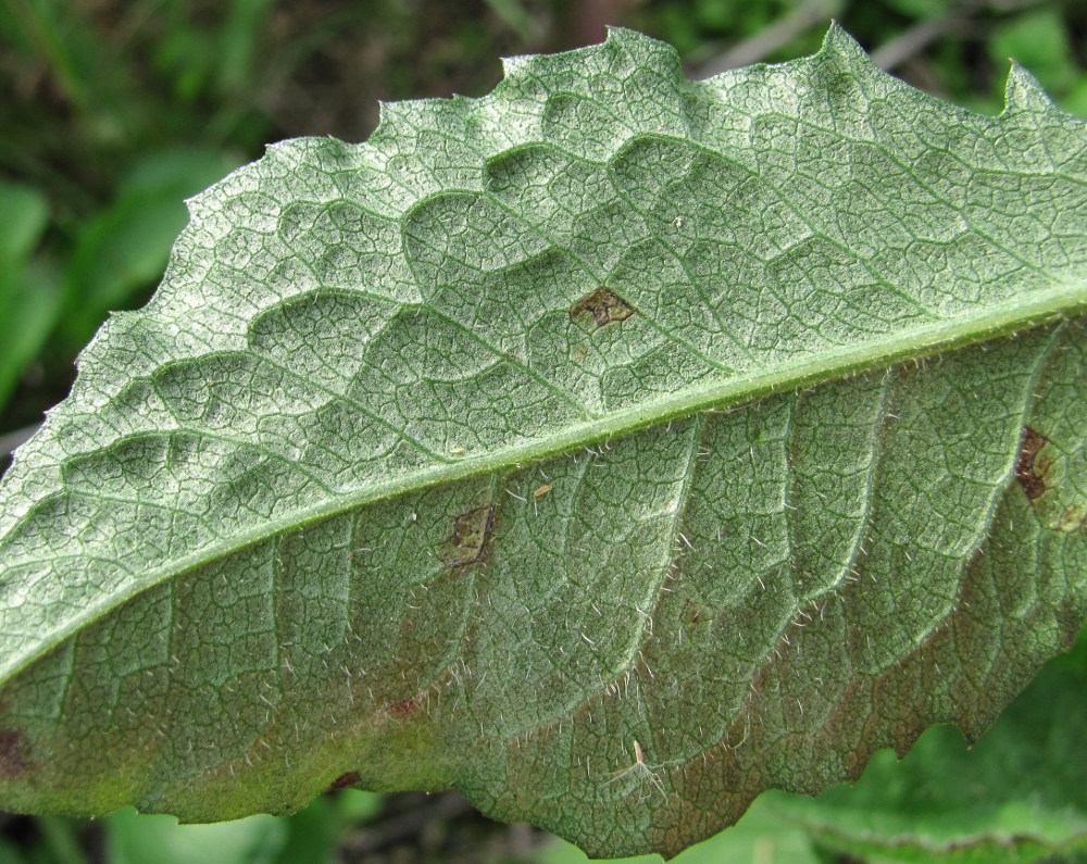 Image of Centaurea phrygia specimen.