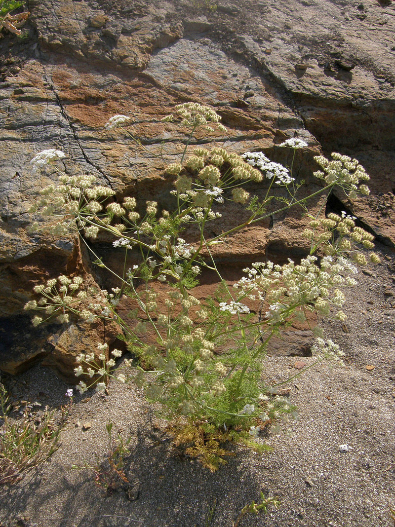 Image of Astrodaucus littoralis specimen.