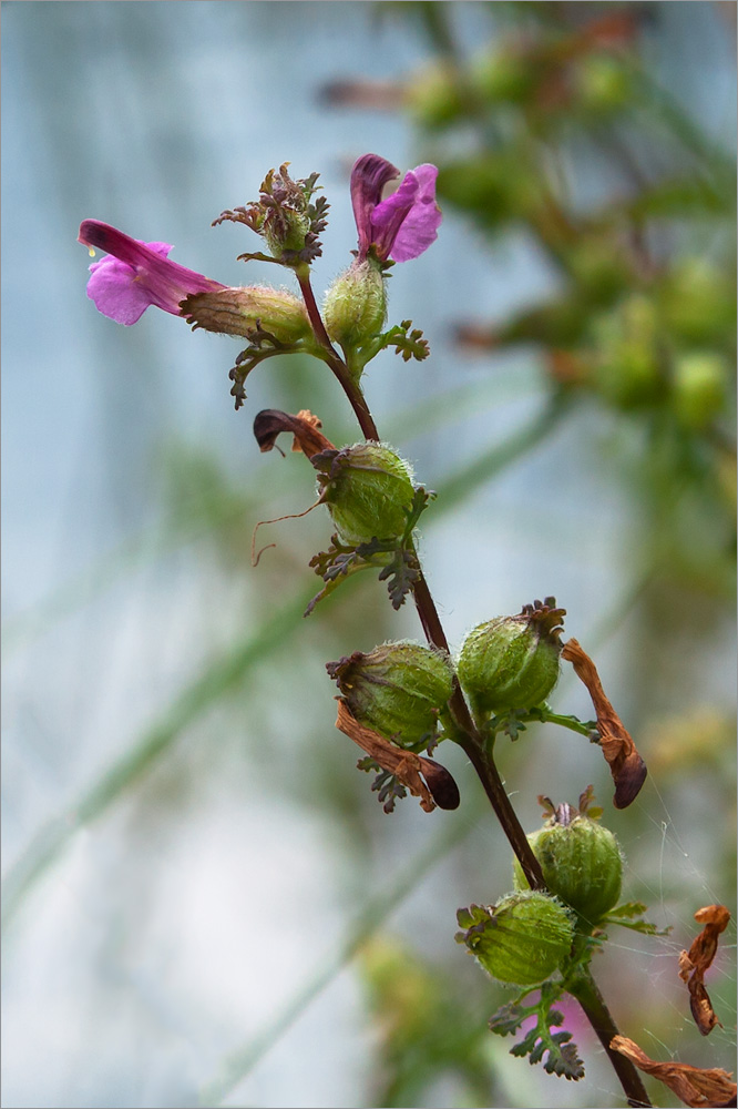 Изображение особи Pedicularis palustris.