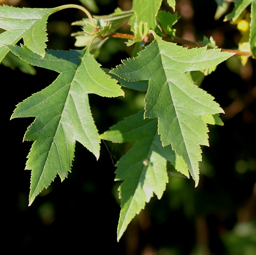 Изображение особи род Crataegus.