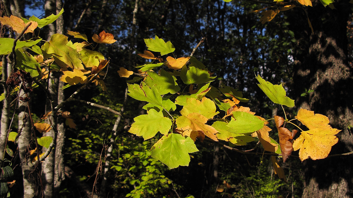 Изображение особи Sorbus torminalis.