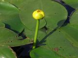 Nuphar lutea. Листья и цветок. Московская обл., г. Дубна, Южная канавка. 18.06.2007.