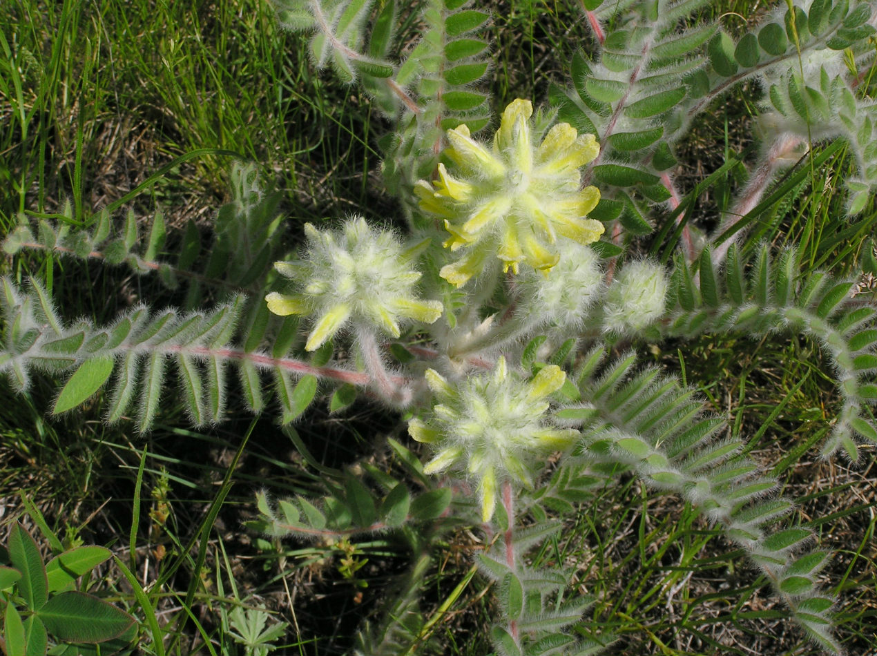 Image of Astragalus dasyanthus specimen.