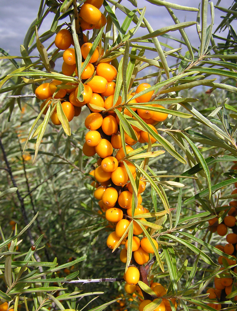 Image of Hippophae rhamnoides specimen.