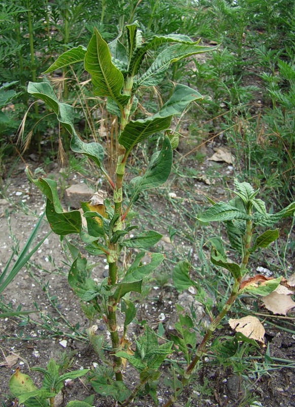 Image of Persicaria lapathifolia specimen.