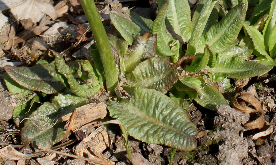 Изображение особи Primula denticulata.