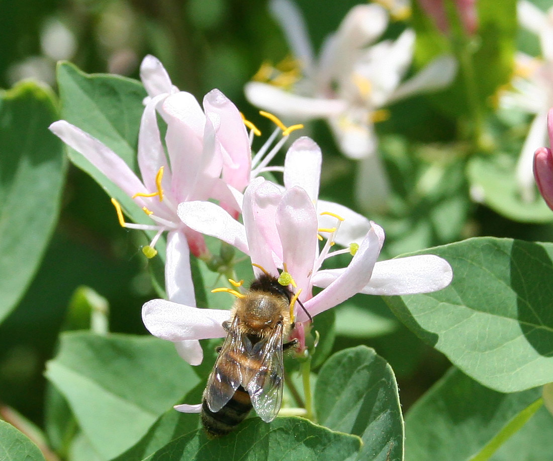 Image of Lonicera tatarica specimen.