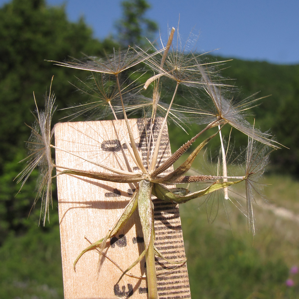 Image of Tragopogon brevirostris specimen.