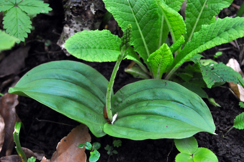 Изображение особи Listera ovata.