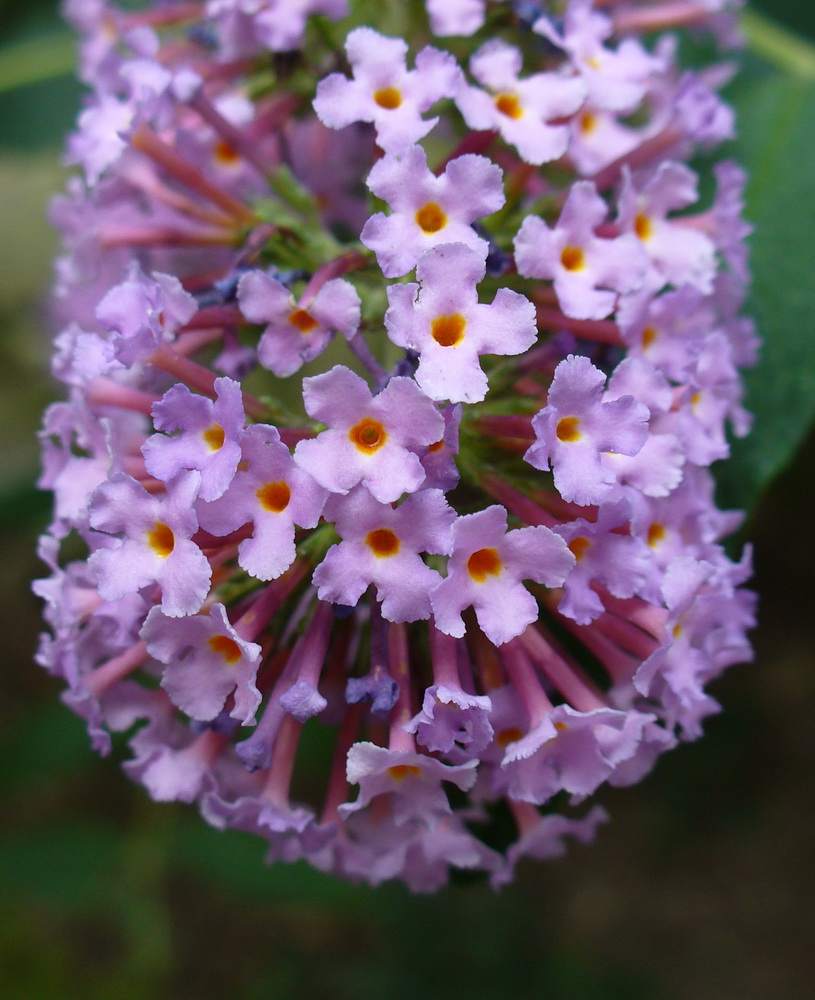 Изображение особи Buddleja davidii.