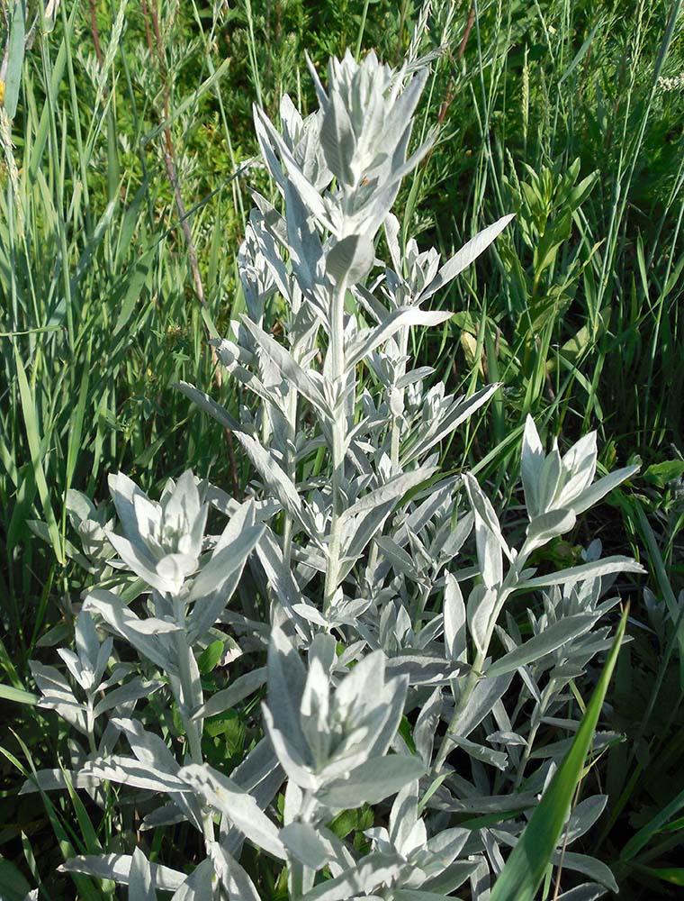 Image of Artemisia ludoviciana specimen.