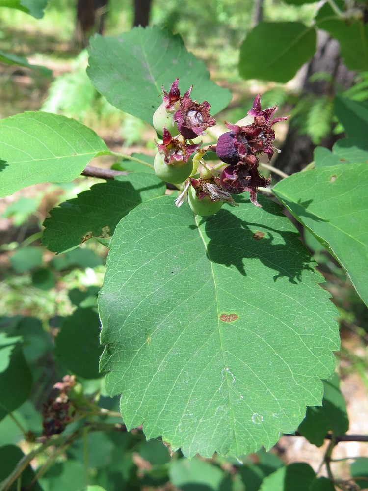 Изображение особи Amelanchier alnifolia.