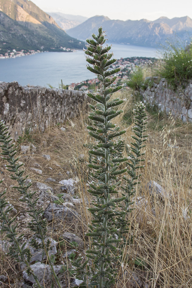 Image of Echium italicum specimen.