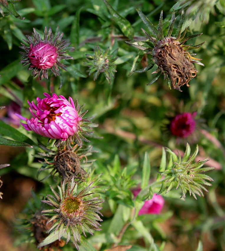 Изображение особи Symphyotrichum novae-angliae.