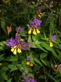 Melampyrum nemorosum