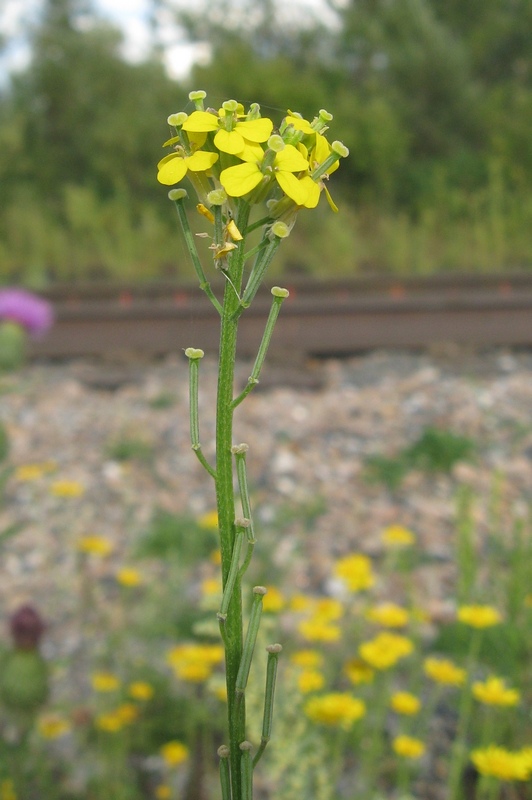 Изображение особи Erysimum hieraciifolium.