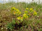 Euphorbia petrophila