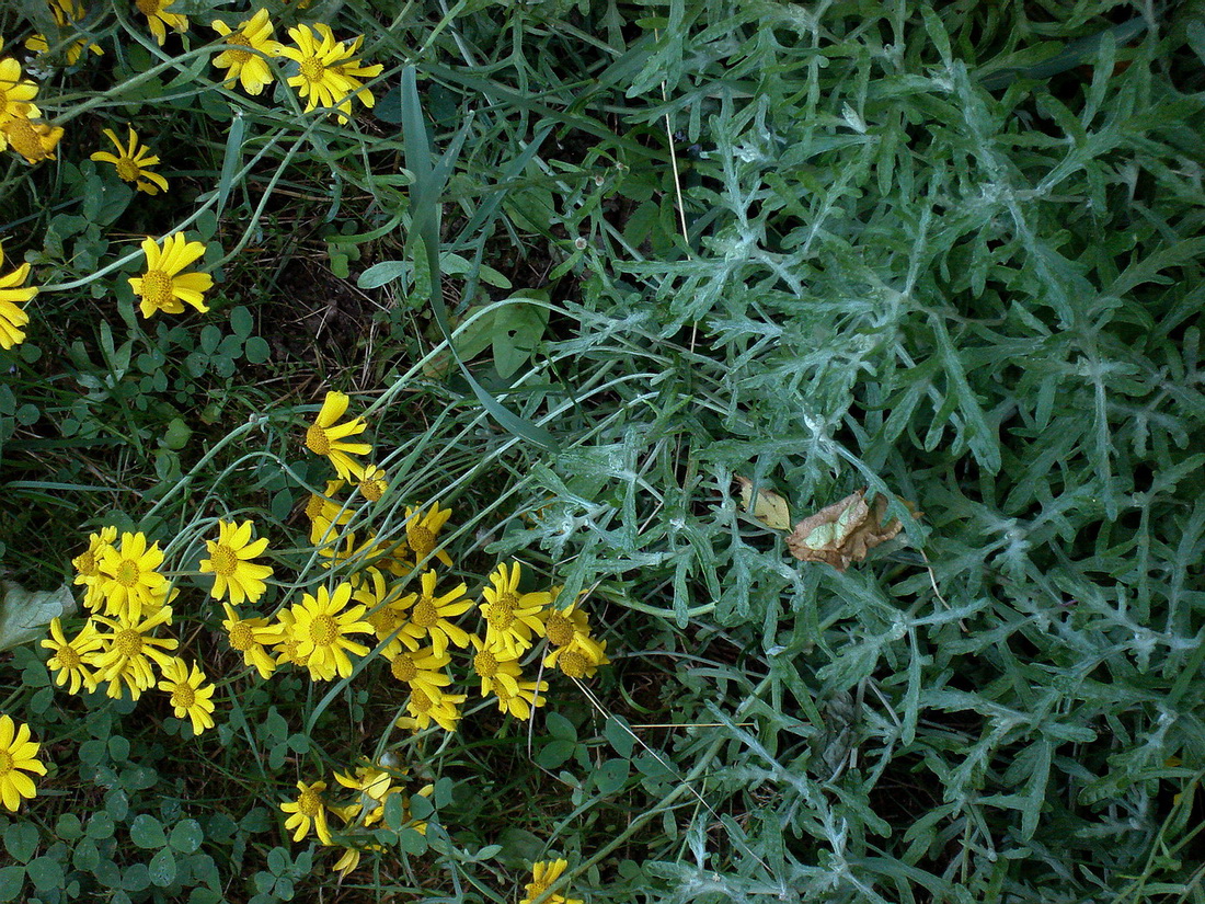 Изображение особи семейство Asteraceae.