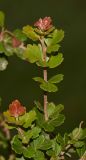 Rhus crenata